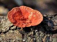 Pycnoporus coccineus image