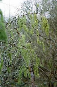 Usnea trichodea image