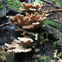 Schizophyllum commune image