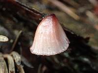 Mycena haematopus image