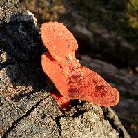 Pycnoporus coccineus image