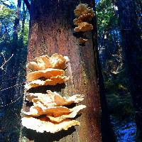 Laetiporus conifericola image