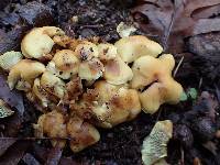 Hypholoma fasciculare image