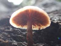 Galerina marginata image