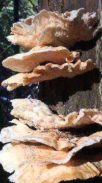 Laetiporus conifericola image