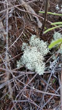 Cladonia confusa image