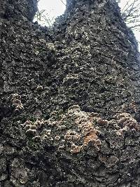 Schizophyllum commune image