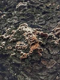 Schizophyllum commune image