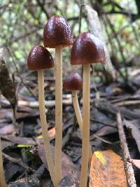 Psathyrella atrospora image