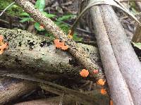 Favolaschia calocera image