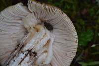 Amanita velosa image