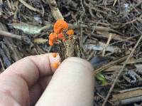 Favolaschia calocera image