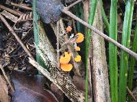 Favolaschia calocera image