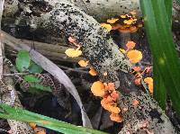 Favolaschia calocera image