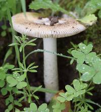 Amanita velosa image