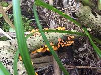 Favolaschia calocera image