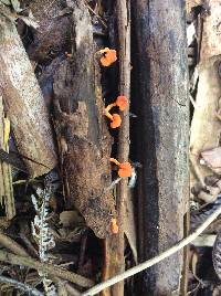 Favolaschia calocera image