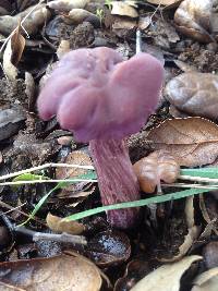 Laccaria amethysteo-occidentalis image