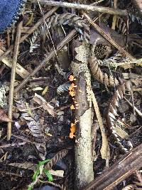 Favolaschia calocera image