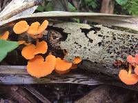 Favolaschia calocera image