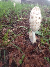 Coprinus comatus image