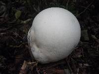 Calvatia gigantea image