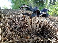 Coprinopsis atramentaria image