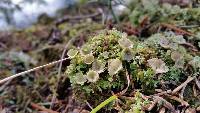 Cladonia chlorophaea image