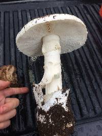 Amanita ocreata image