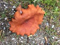 Lactarius rubidus image