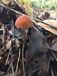 Marasmius plicatulus image