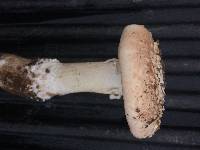 Amanita novinupta image