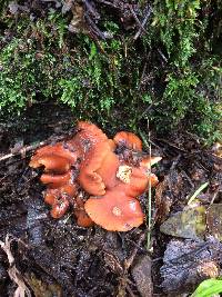 Lactarius rubidus image