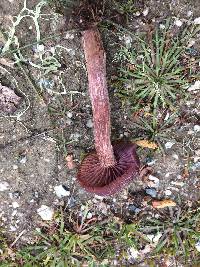 Laccaria amethysteo-occidentalis image