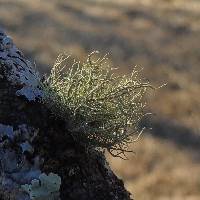 Usnea strigosa image