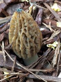 Morchella rufobrunnea image