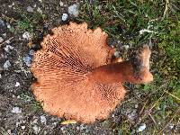 Lactarius rubidus image