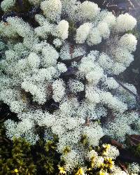 Cladonia confusa image