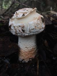 Amanita novinupta image