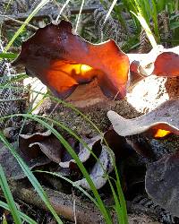 Auricularia cornea image