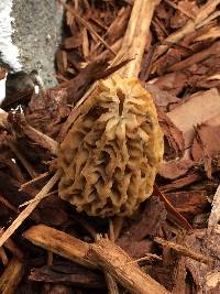 Morchella rufobrunnea image