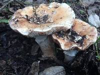 Amanita novinupta image