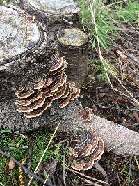 Trametes versicolor image