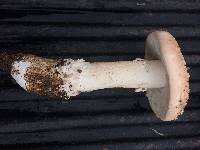 Amanita novinupta image