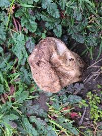 Lycoperdon perlatum image