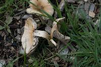 Psathyrella candolleana image