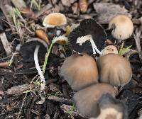 Coprinellus micaceus image