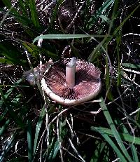 Psilocybe cubensis image