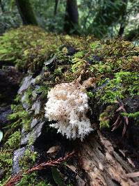 Hericium coralloides image