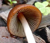 Psathyrella atrospora image